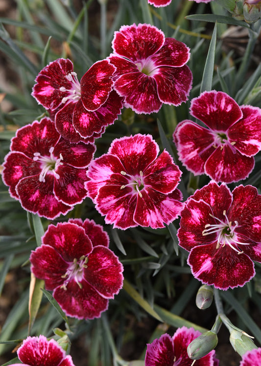 Image of Dianthus 'Ruby Glitter' PP 33,461 by Ball Horticulture Company