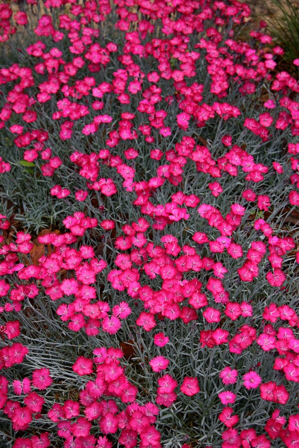 Image of Dianthus 'Wicked Witch' PP 19,824 taken at Juniper Level Botanic Gdn, NC by JLBG