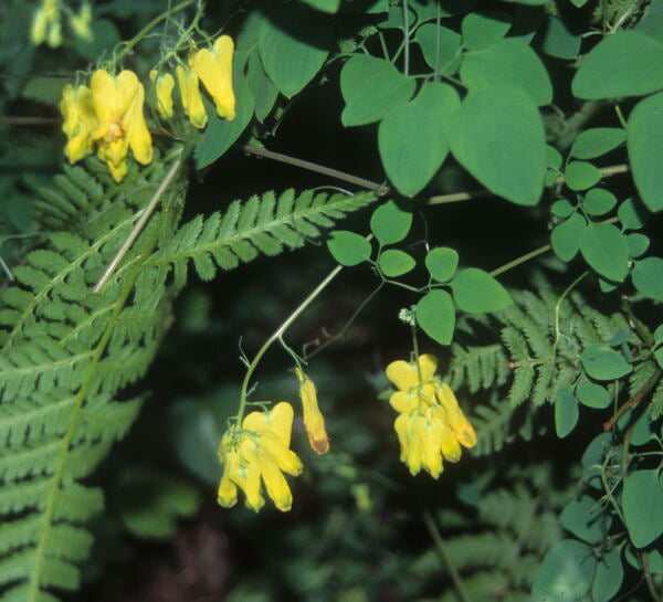 Image of Dicentra scandens 'Athens Yellow' taken at Juniper Level Botanic Gdn, NC by JLBG