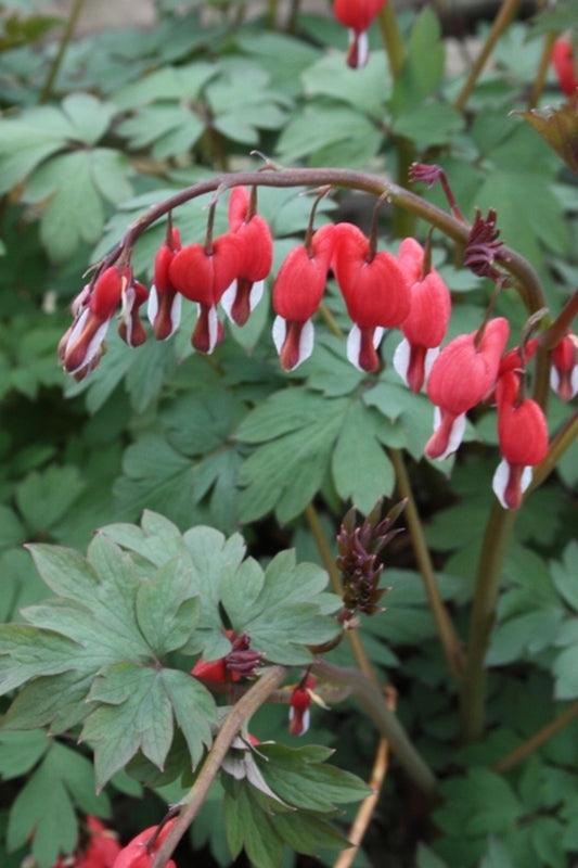 Image of Dicentra spectabilis 'Valentine' PP 22,739 taken at Juniper Level Botanic Gdn, NC by JLBG