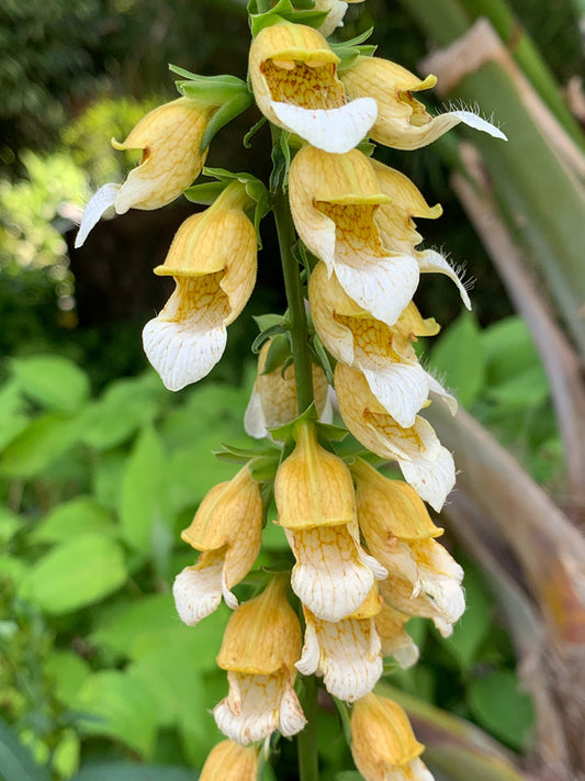 Image of Digitalis laevigata taken at Juniper Level Botanic Gdn, NC by Lidia Churakova