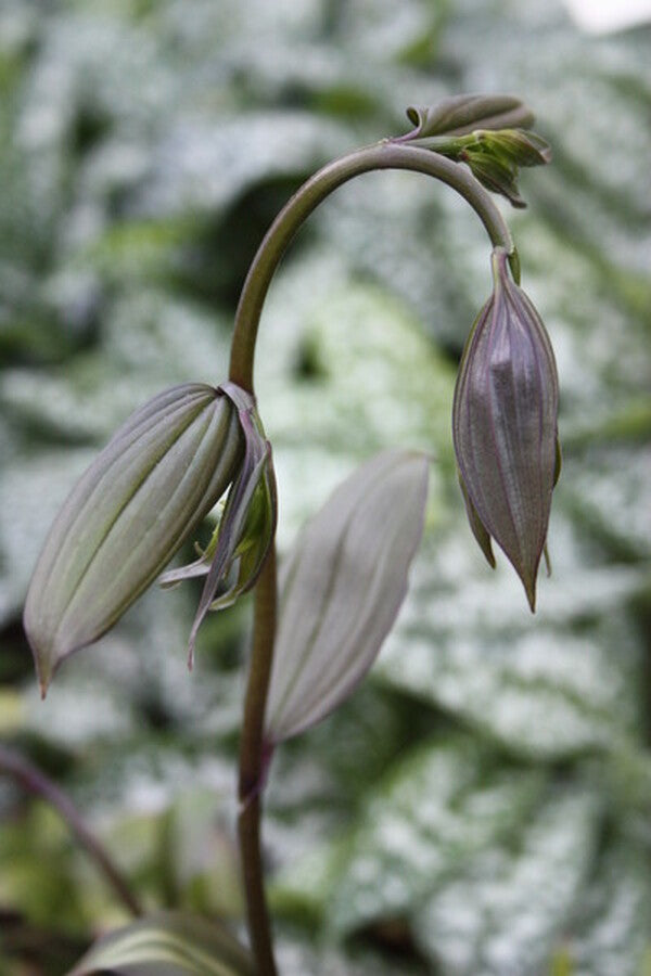 Image of Disporum longistylum 'Night Heron' taken at Juniper Level Botanic Gdn, NC by JLBG