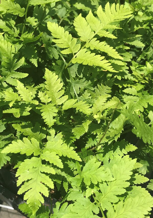 Image of Dryopteris goldieana taken at Juniper Level Botanic Gdn, NC by JLBG