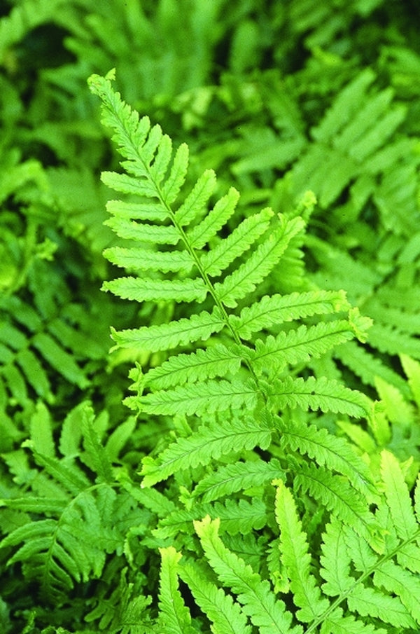 Image of Dryopteris uniformis 'Cristata' taken at Juniper Level Botanic Gdn, NC by JLBG