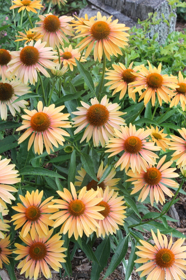 Image of Echinacea 'Big Kahuna' PP 26,159 taken at Juniper Level Botanic Gdn, NC by JLBG