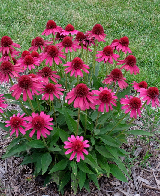 Image of Echinacea 'Delicious Candy' taken at Juniper Level Botanic Gdn, NC by JLBG