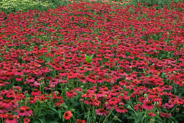 Image of Echinacea 'Sombrero Tres Amigos' PP 30,750 taken at The Perennial Farm by JLBG