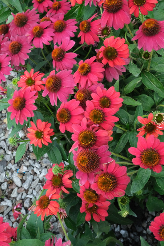 Image of Echinacea 'Sombrero Tres Amigos' PP 30,750 taken at The Perennial Farm by JLBG