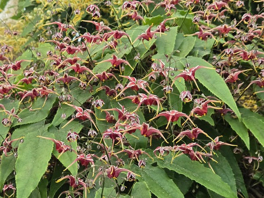 Image of Epimedium 'Cranberry Dancer' PP36548 taken at Juniper Level Botanic Gdn, NC by JLBG