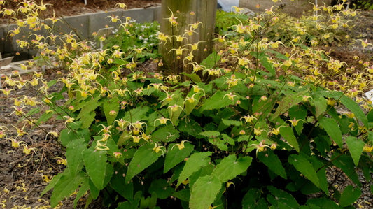 Image of Epimedium 'Yellowstone' taken at Juniper Level Botanic Gdn, NC by JLBG