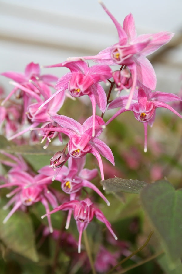 Image of Epimedium grandiflorum 'Pink Parasol' taken at Juniper Level Botanic Gdn, NC by JLBG
