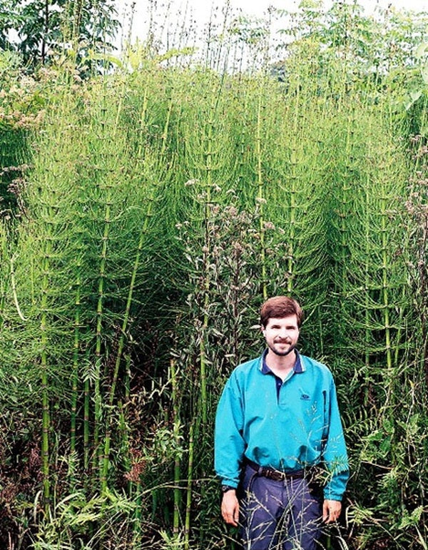 Image of Equisetum giganteum 'El Tabacal' taken at El Tabacal, Argentina by C. Husby