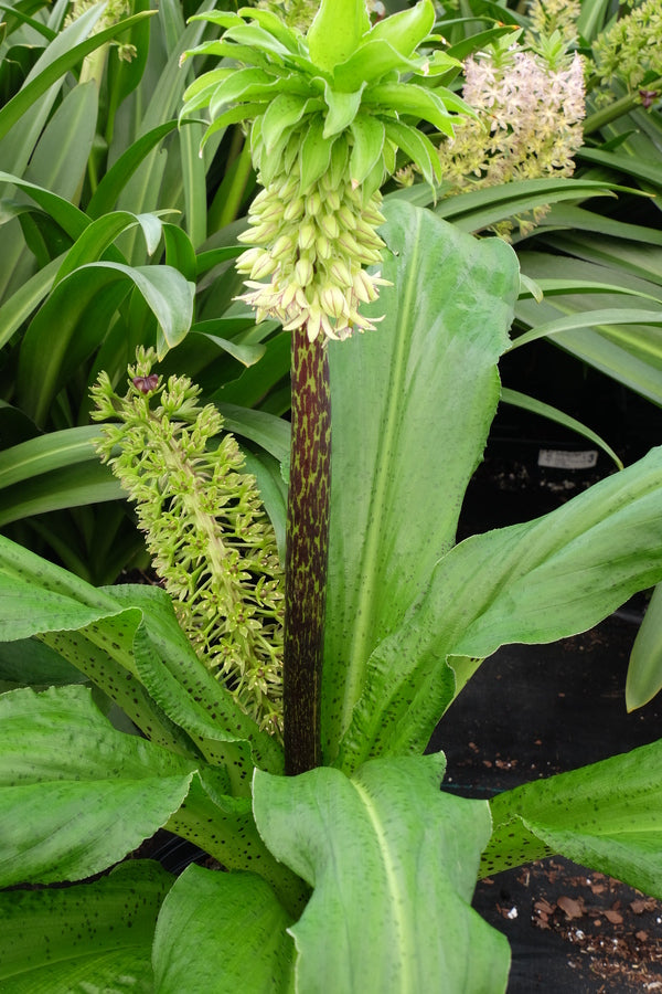 Image of Eucomis bicolor taken at Walters Gardens, MI by JLBG