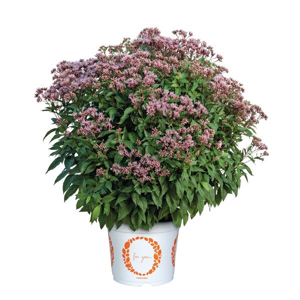 Image of Eupatorium dubium 'Little Pye' by Dümmen Orange