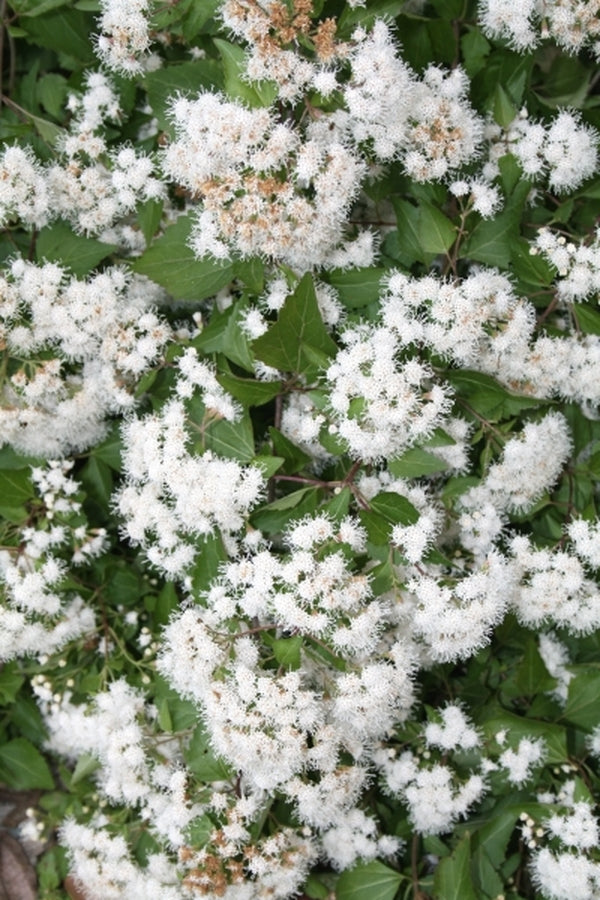 Image of Eupatorium havanense taken at Juniper Level Botanic Gdn, NC by JLBG