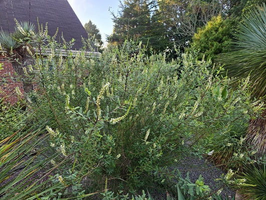 Image of Eysenhardtia texana 'Uvalde' taken at Juniper Level Botanic Gdn, NC by JLBG