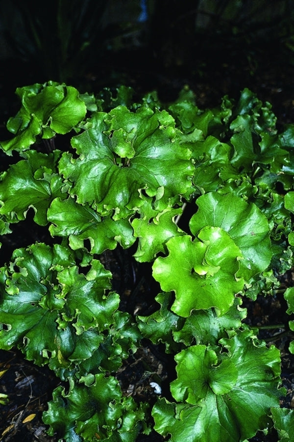 Image of Farfugium japonicum 'Crispatum' taken at Juniper Level Botanic Gdn, NC by JLBG
