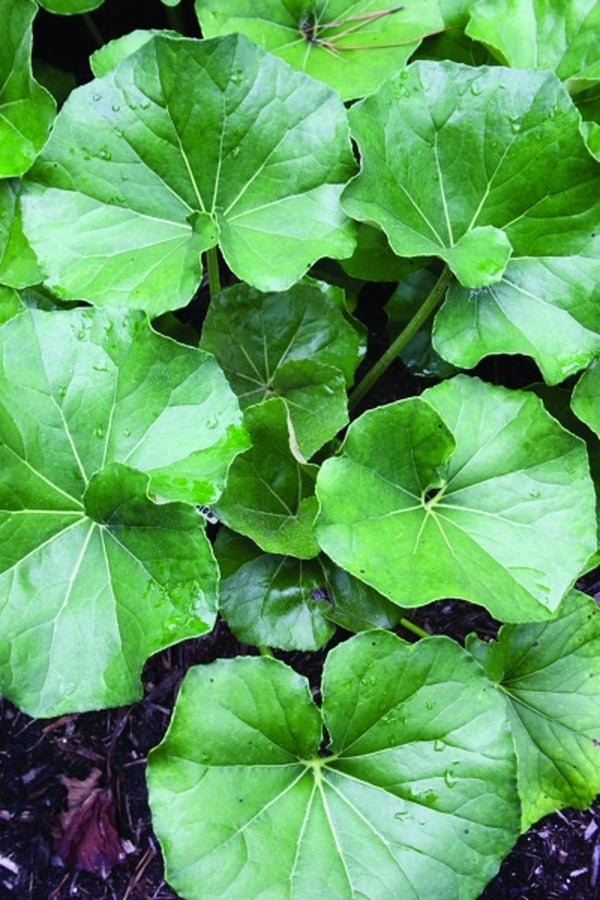 Image of Farfugium japonicum 'Escargot' taken at Juniper Level Botanic Gdn, NC by JLBG