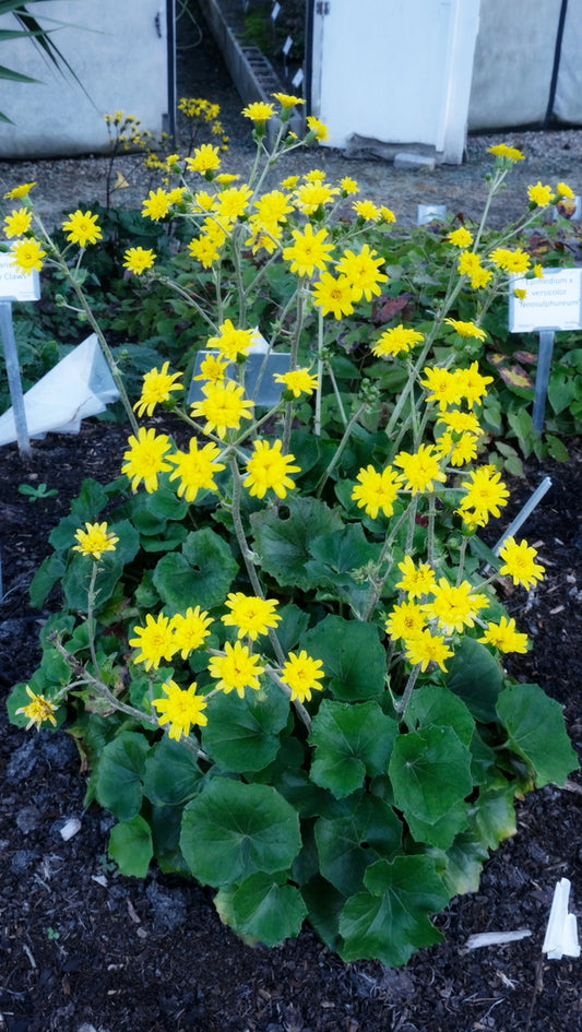 Image of Farfugium japonicum 'Fandango' taken at Juniper Level Botanic Gdn, NC by JLBG