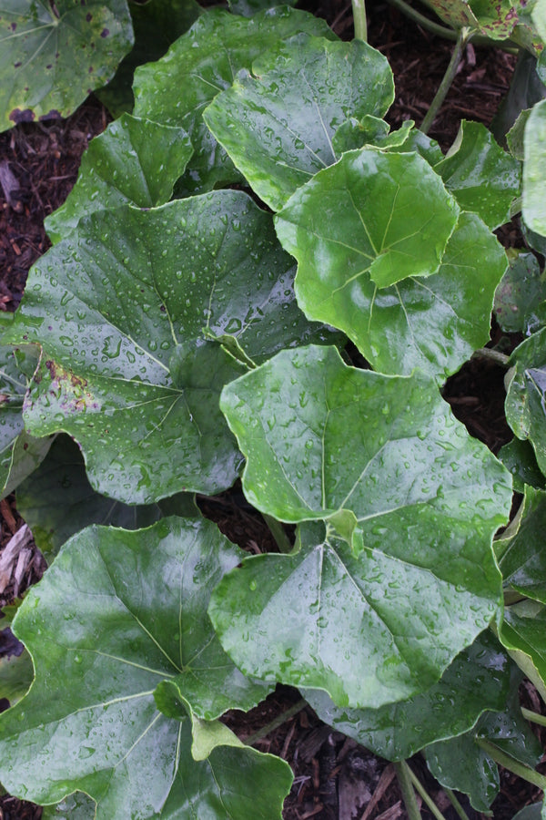 Image of Farfugium japonicum 'Lance-a-lot' taken at Juniper Level Botanic Gdn, NC by JLBG