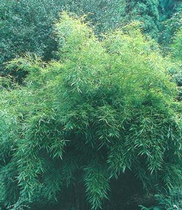 Image of Fargesia robusta 'Ping Wu' taken at Hillier Gdn, UK