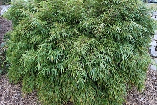Image of Fargesia rufa taken at Juniper Level Botanic Gdn, NC by JLBG