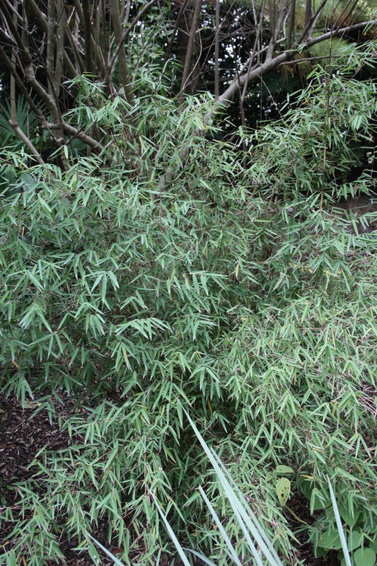 Image of Fargesia sp. 'Jiuzhaigou I' taken at Juniper Level Botanic Gdn, NC by JLBG