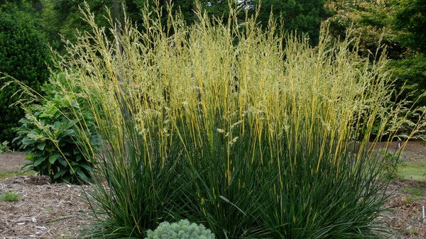 Image of Festuca arundinacea 'Glow Sticks' PP 34,648 taken at Juniper Level Botanic Gdn, NC by JLBG