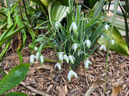 Image of Galanthus nivalis 'Viridapice' taken at Juniper Level Botanic Gdn, NC by JLBG