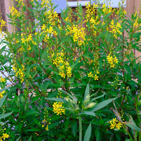 Image of Galphimia glauca taken at Juniper Level Botanic Gdn, NC by JLBG