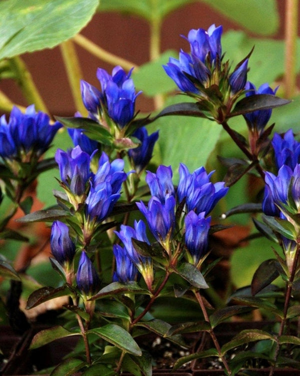 Image of Gentiana 'True Blue' PP 20,433 taken at North Creek Nurseries, PA by North Creek Nurseries