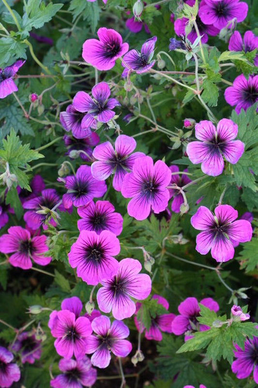 Image of Geranium 'Dragon Heart' taken at Walters Gardens, MI