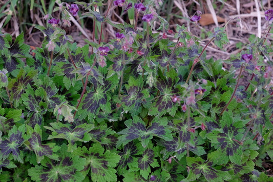 Image of Geranium phaeum 'Samobor' taken at Juniper Level Botanic Gdn, NC by JLBG