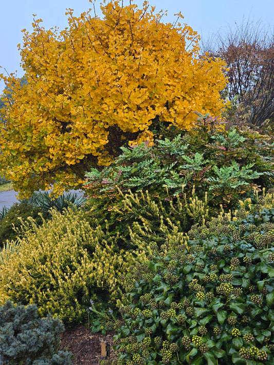 Monthly Garden Tour