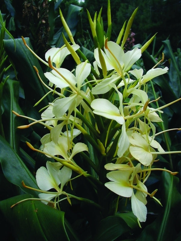 Image of Hedychium 'Tai Monarch' taken at J. Scoggins Gdn, FL by J. Scoggins