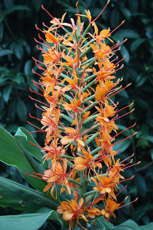 Image of Hedychium coccineum 'Applecourt' taken at Juniper Level Botanic Gdn, NC by JLBG