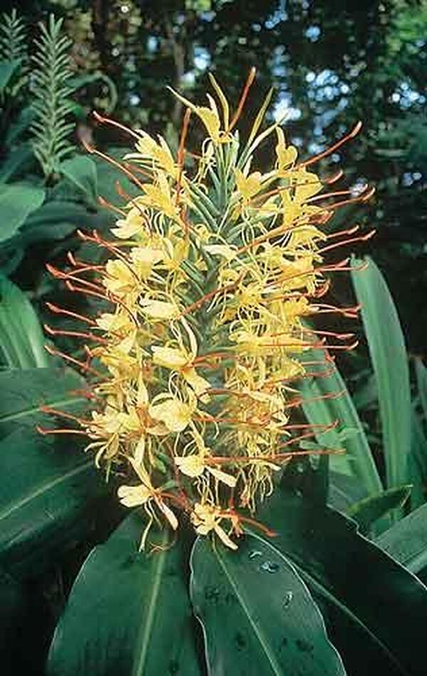 Image of Hedychium gardnerianum 'Compactum' taken at Gainesville Tree Farm, FL by R. Adams