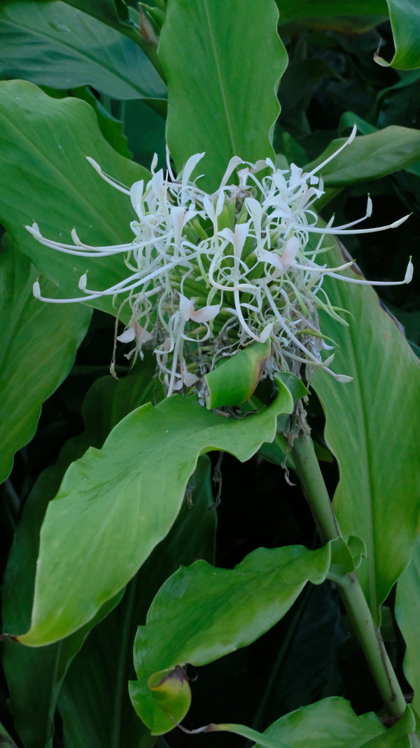 Image of Hedychium thyrsiforme taken at Juniper Level Botanic Gdn, NC by JLBG