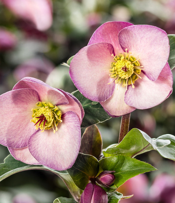 Image of Helleborus x glandorfensis 'Early Rose' PPAF by Heuger Gartenbaubetriebe