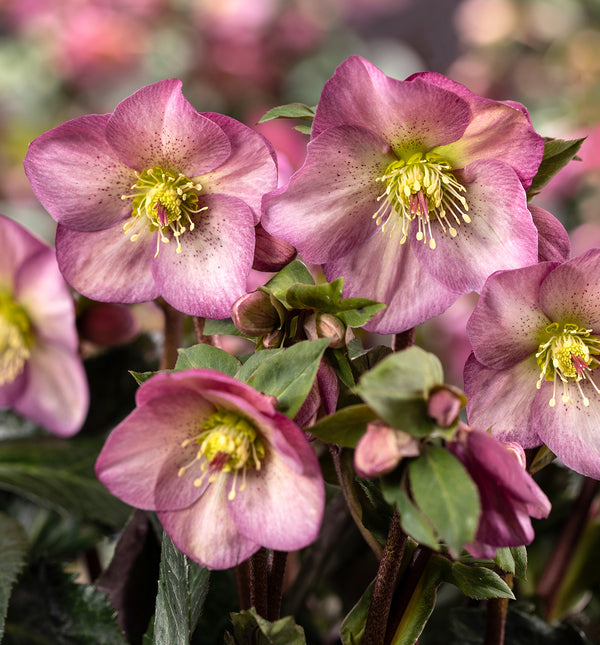 Image of Helleborus x glandorfensis 'Ice N' Roses Pink Promise' PPAF by Heuger Gartenbaubetriebe