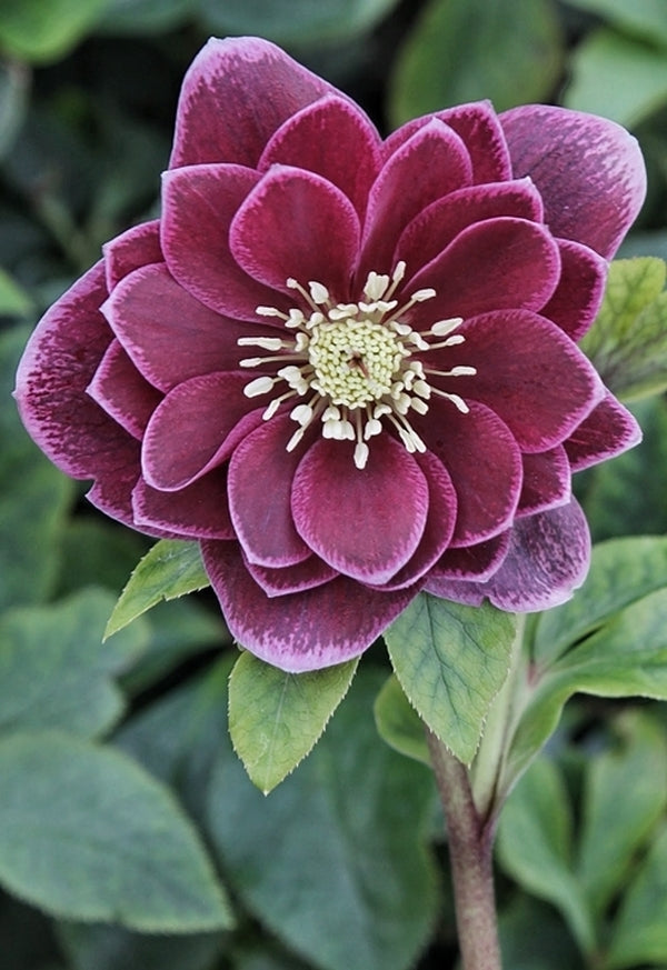 Image of Helleborus x hybridus 'Amethyst Gem' taken at Juniper Level Botanic Gdn, NC by JLBG