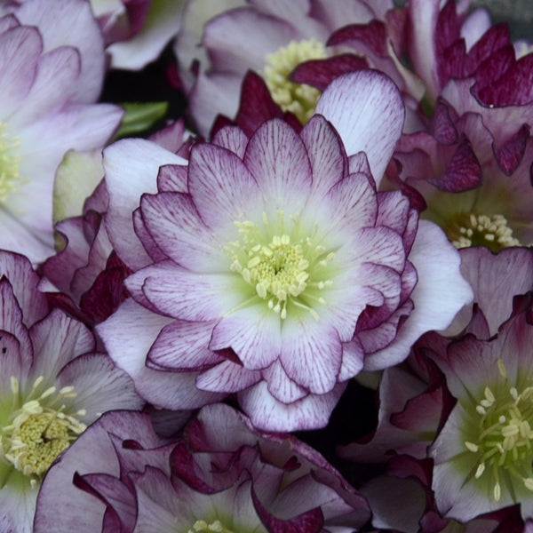 Image of Helleborus x hybridus 'Blushing Bridesmaid' taken at Walters Gardens, MI by Walters Gardens
