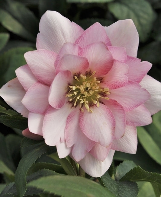 Image of Helleborus x hybridus 'Cotton Candy' taken at Juniper Level Botanic Gdn, NC by JLBG