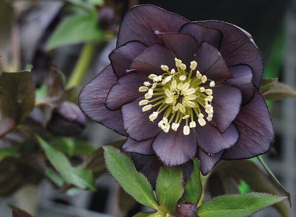 Image of Helleborus x hybridus 'Double Slate' taken at NW Garden Nsy, OR by NW Garden Nsy