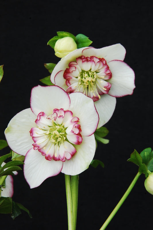 Image of Helleborus x hybridus 'Picotee Pearl' taken at Northwest Garden Nursery by E. O'Byrne