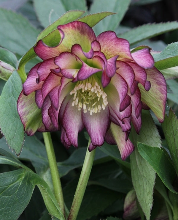 Image of Helleborus x hybridus 'Rose Quartz' taken at Juniper Level Botanic Gdn, NC by JLBG
