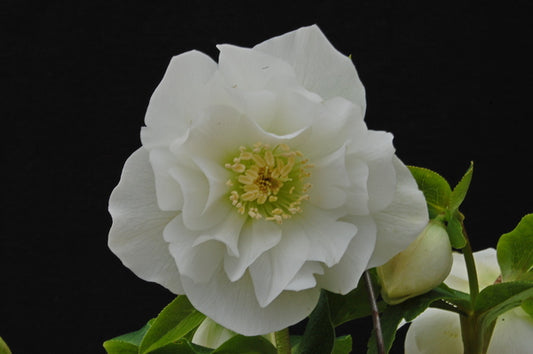 Image of Helleborus x hybridus 'Sparkling Diamond'