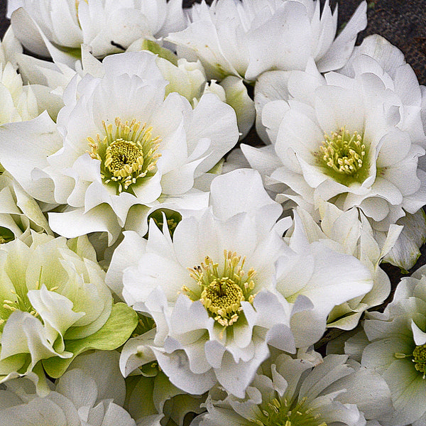 Image of Helleborus x hybridus 'Wedding Bells' taken at Walters Gardens, MI by Walters Gardens