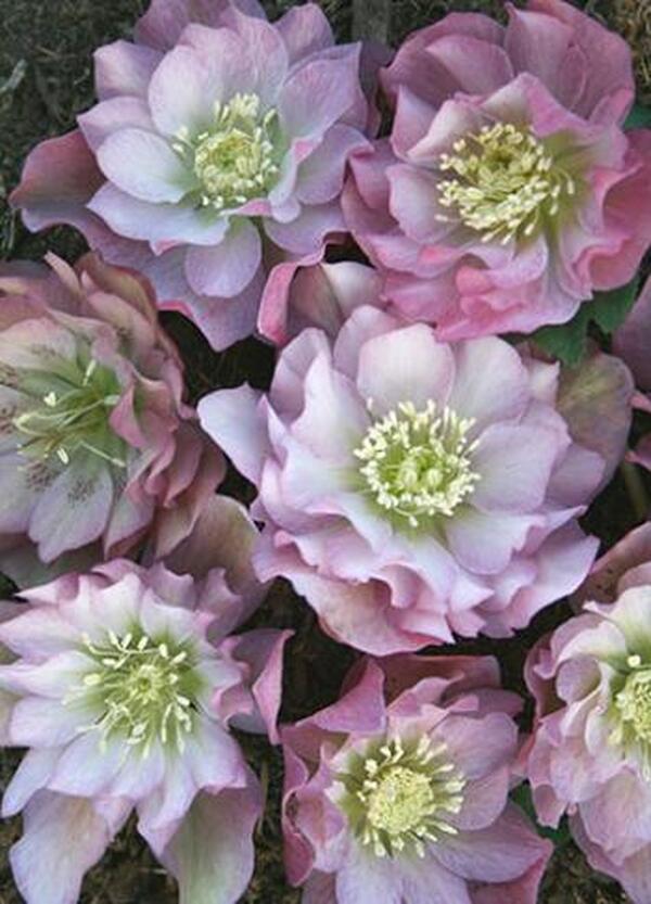 Image of Helleborus x hybridus Winter Delights Double Pink taken at Juniper Level Botanic Gdn, NC by JLBG