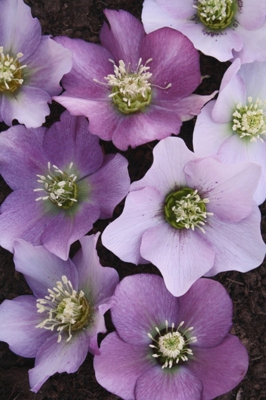 Image of Helleborus x hybridus Winter Delights Pink taken at Juniper Level Botanic Gdn, NC by JLBG